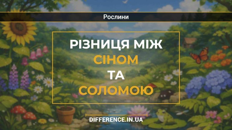 Різниця між сіном та соломою