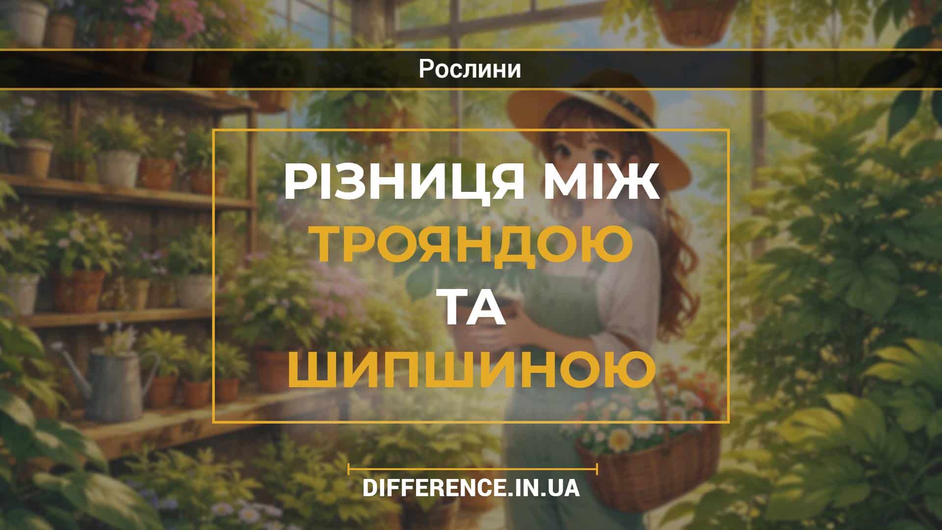 Різниця між трояндою та шипшиною