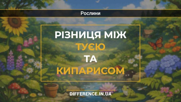 Різниця між туєю та кипарисом