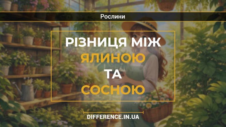 Різниця між ялиною та сосною