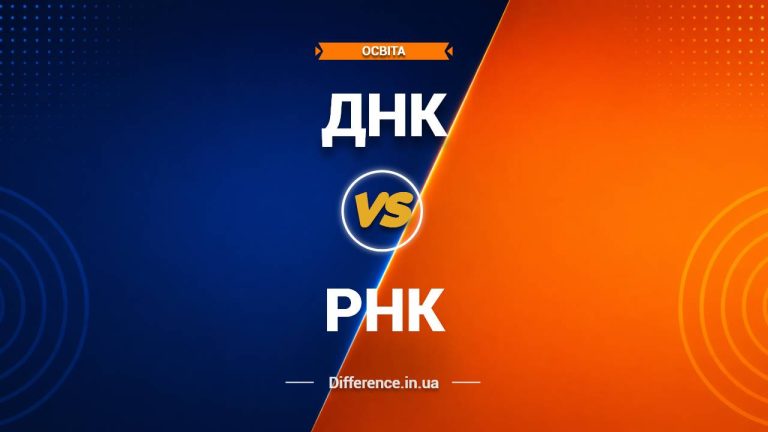 Різниця між ДНК і РНК