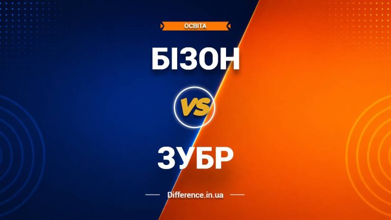 Різниця між бізонами та зубрами