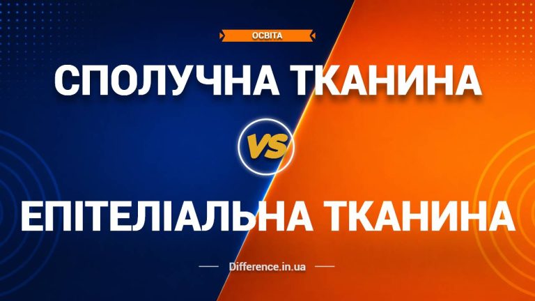 Різниця між епітеліальною тканиною та сполучною