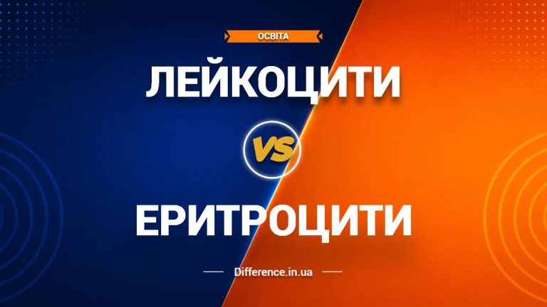 Різниця між лейкоцитами та еритроцитами