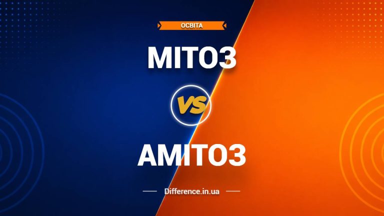 Різниця між мітозом та амітозом