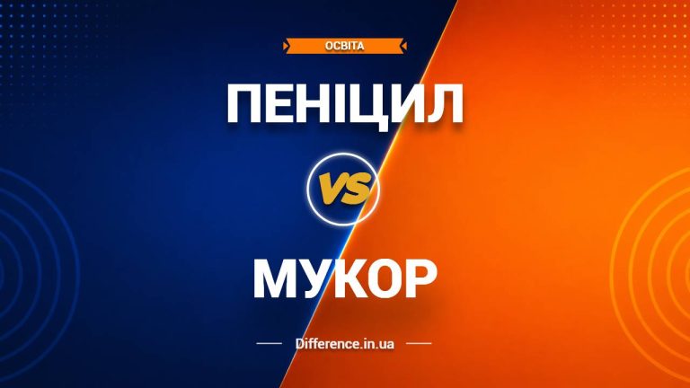 Різниця між пеніцилом і мукором (1)