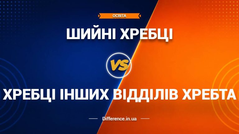 Різниця між шийними хребцями та хребцями інших відділів хребта