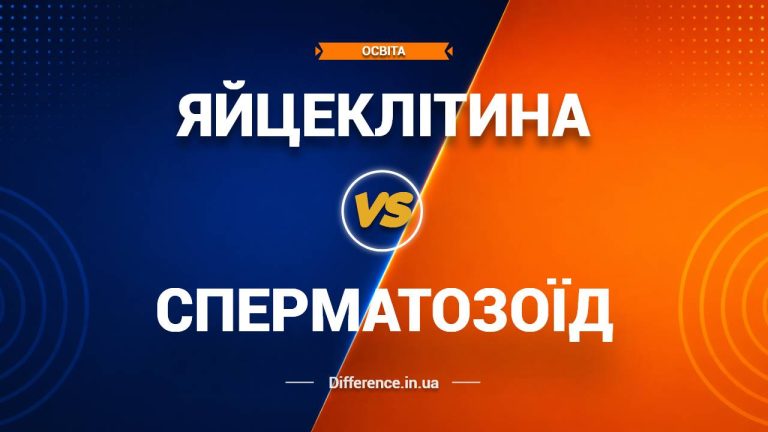 Різниця між яйцеклітиною та сперматозоїдом