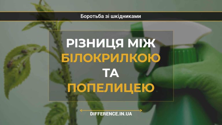 Різниця між білокрилкою та попелицею