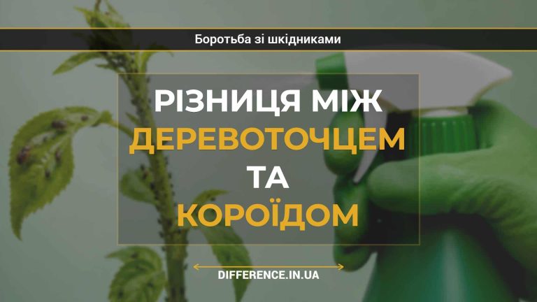 Різниця між деревоточцем та короїдом