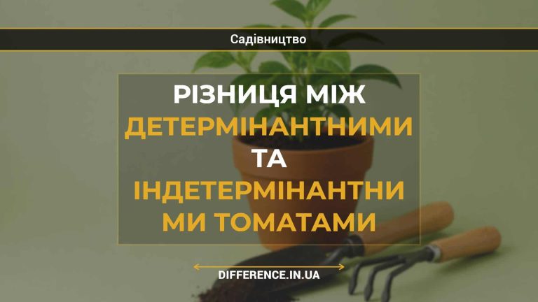 Різниця між детермінантними та індетермінантними томатами