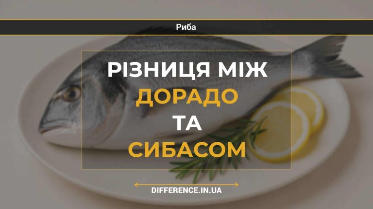 Різниця між дорадо та сибасом