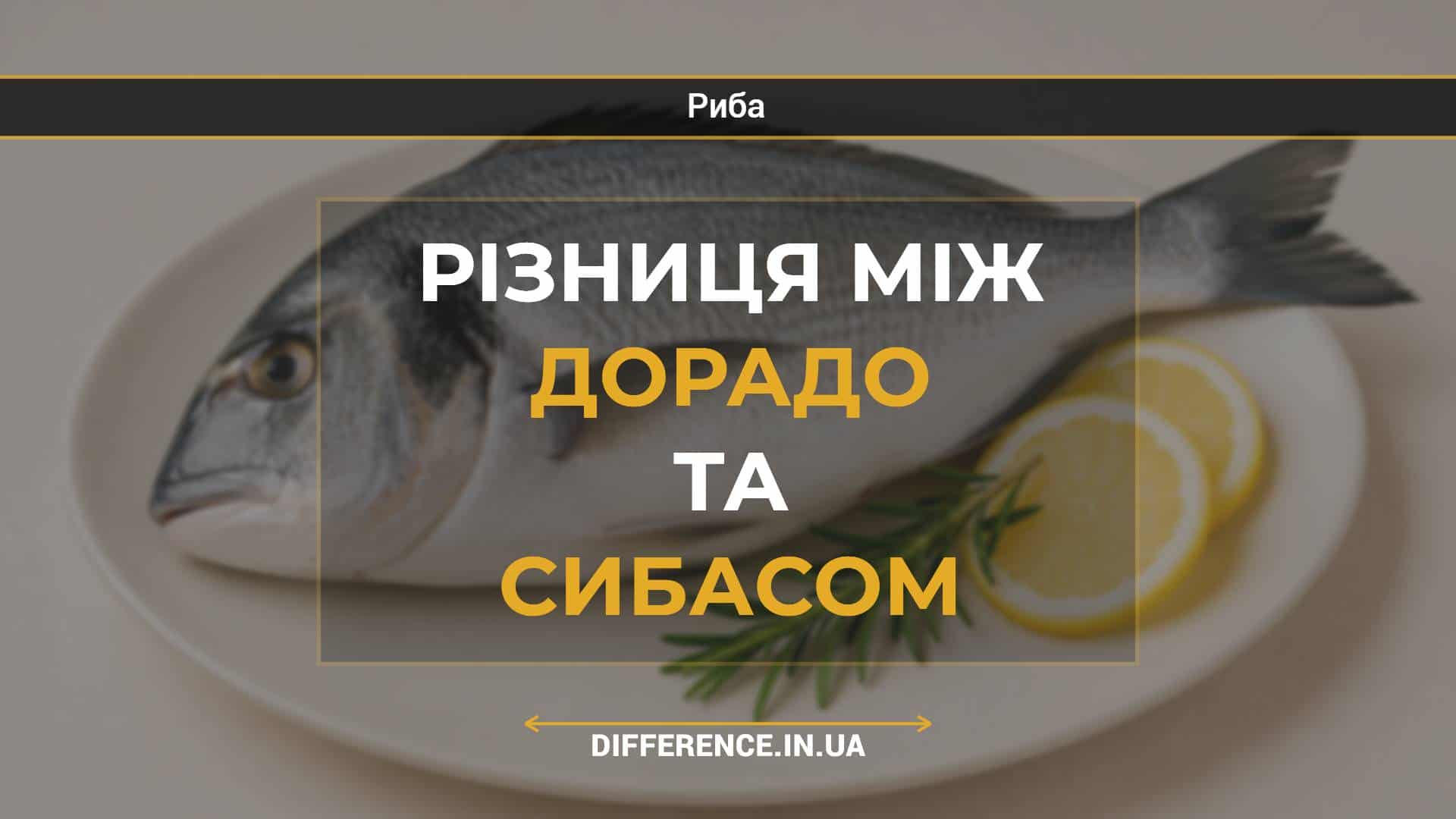 Різниця між дорадо та сибасом