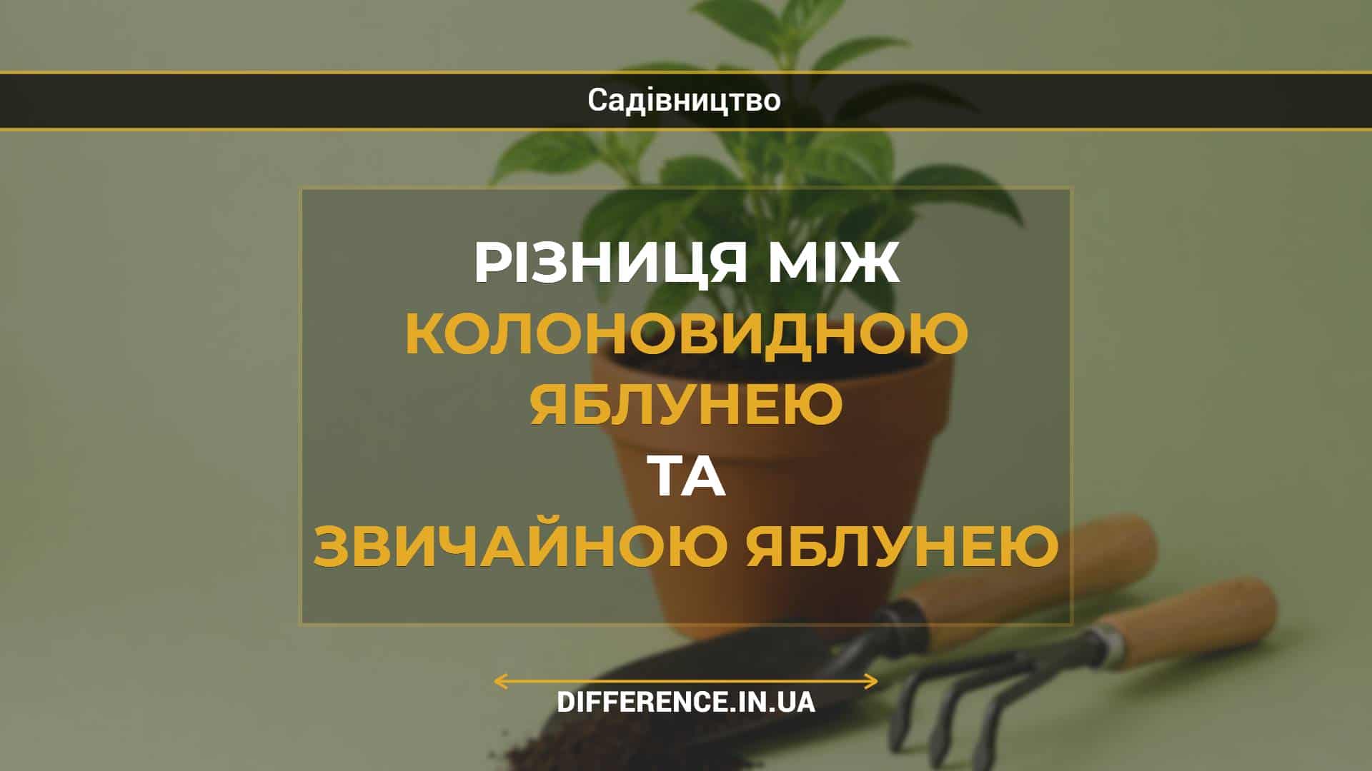 Різниця між колоновидною яблунею та звичайною яблунею