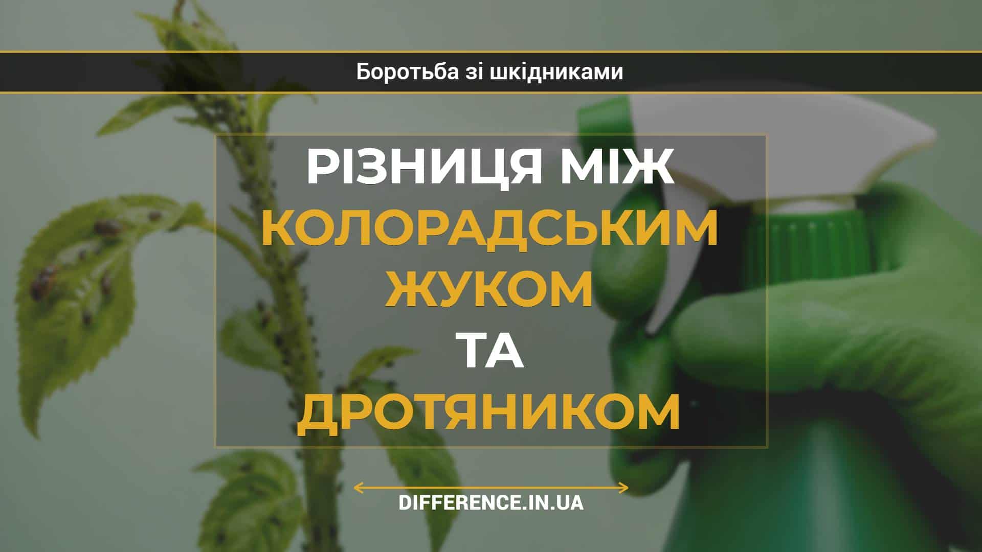 Різниця між колорадським жуком та дротяником