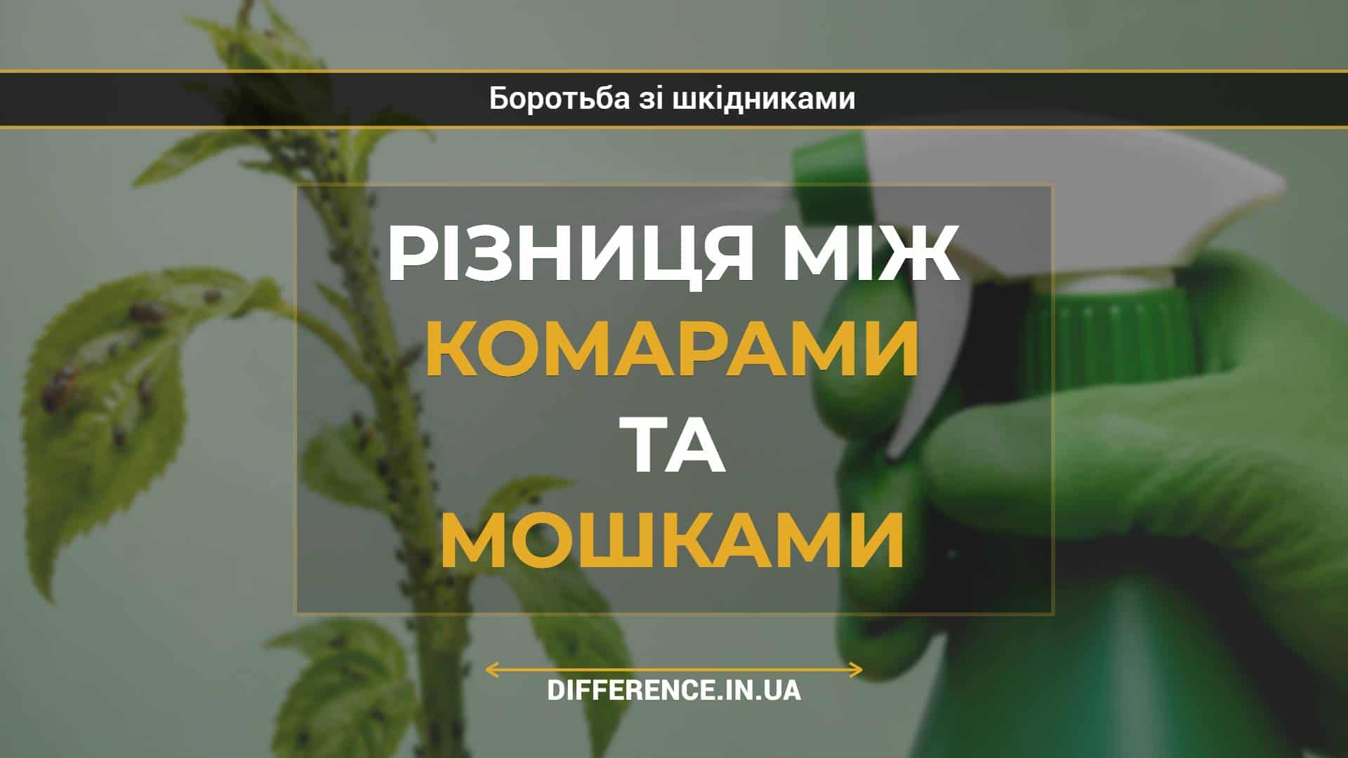 Різниця між комарами та мошками
