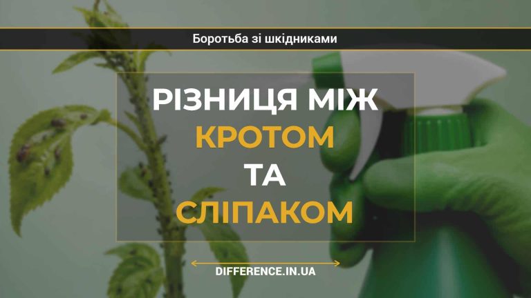 Різниця між кротом та сліпаком