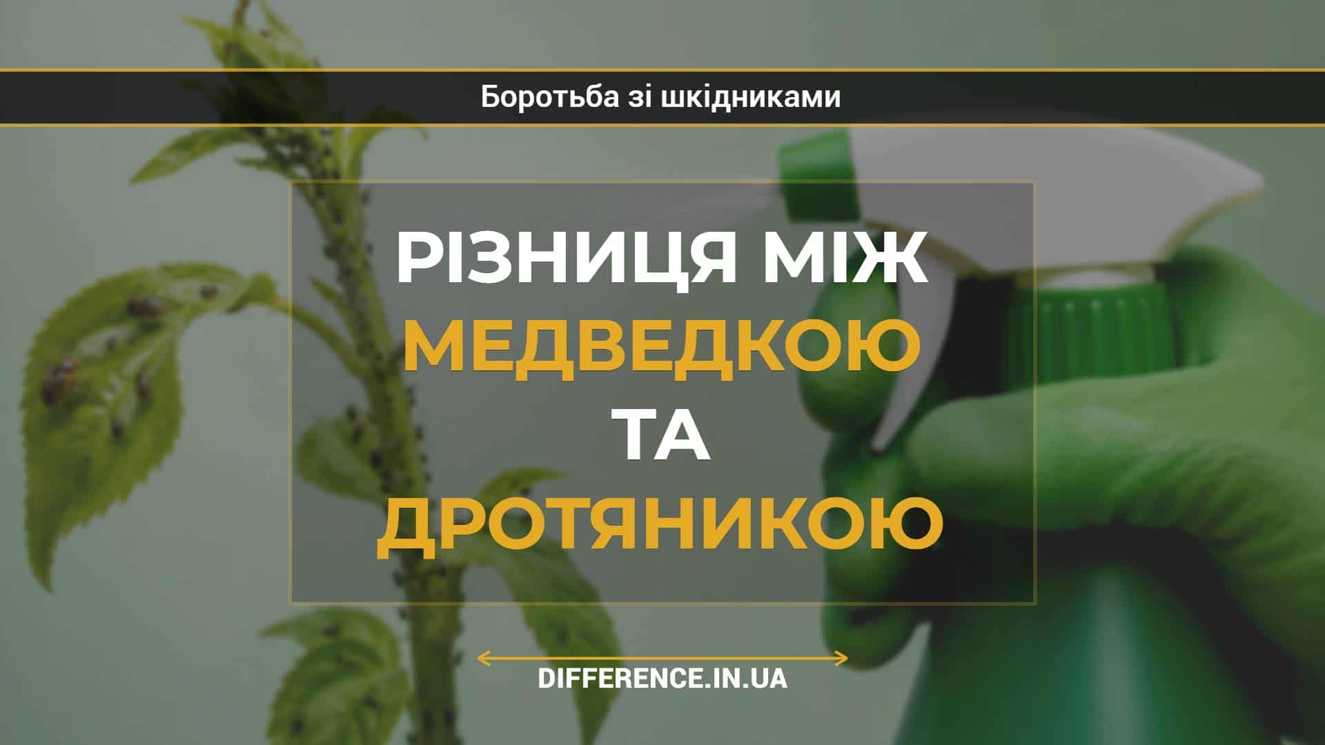 Різниця між медведкою та дротяникою
