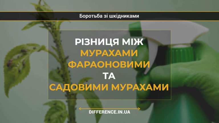 Різниця між мурахами фараоновими та садовими мурахами