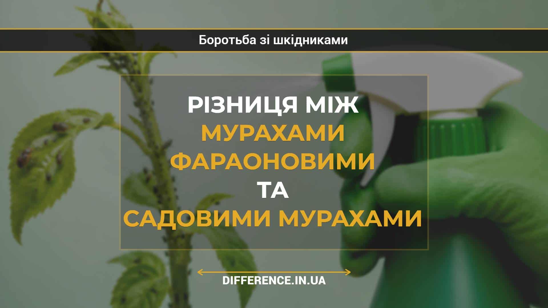 Різниця між мурахами фараоновими та садовими мурахами