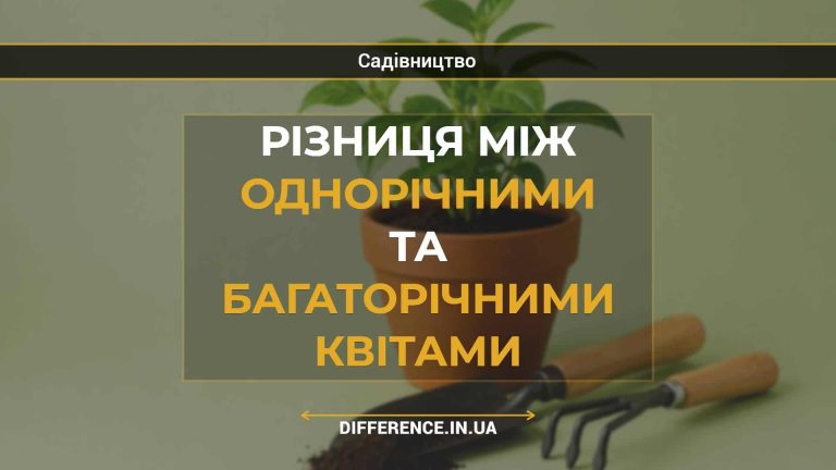 Різниця між однорічними та багаторічними квітами
