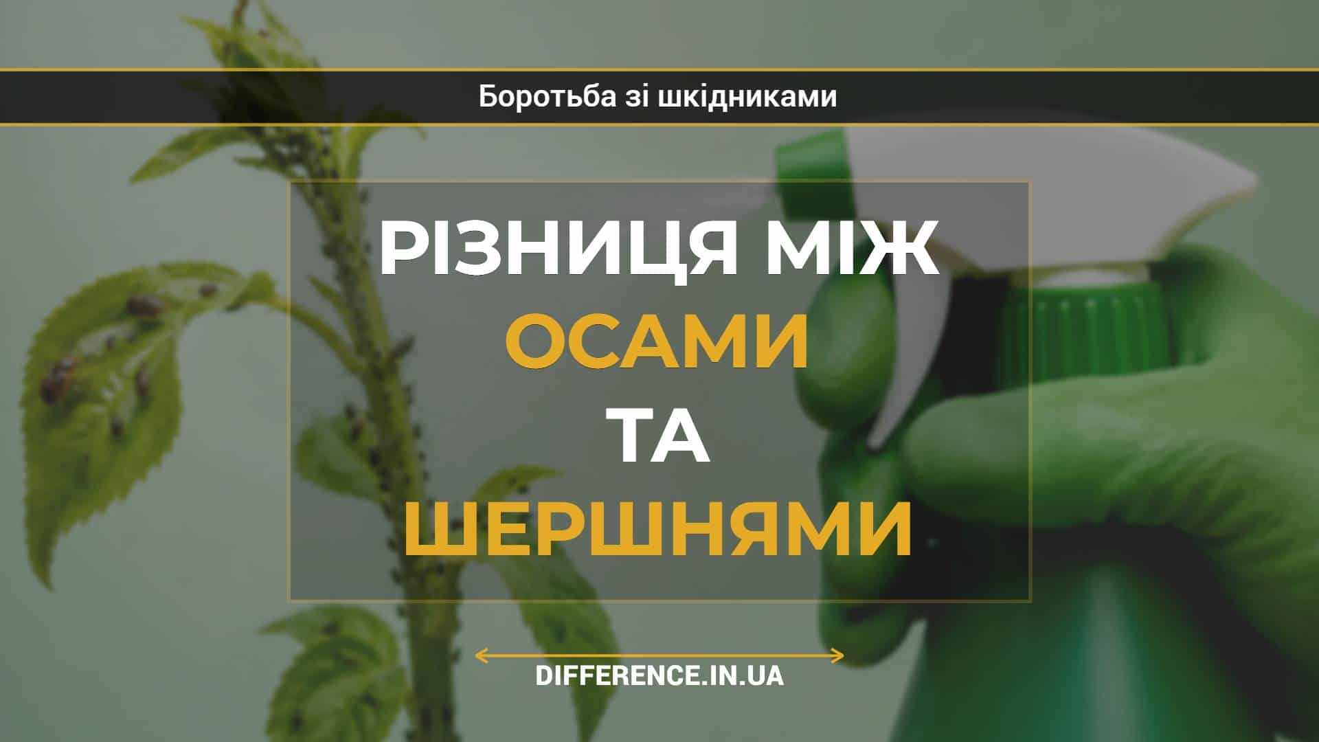 Різниця між осами та шершнями