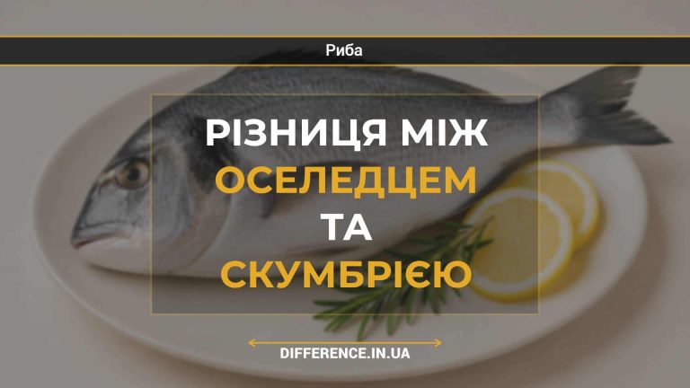 Різниця між оселедцем та скумбрією