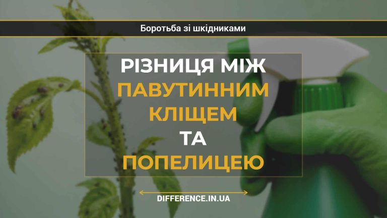 Різниця між павутинним кліщем та попелицею
