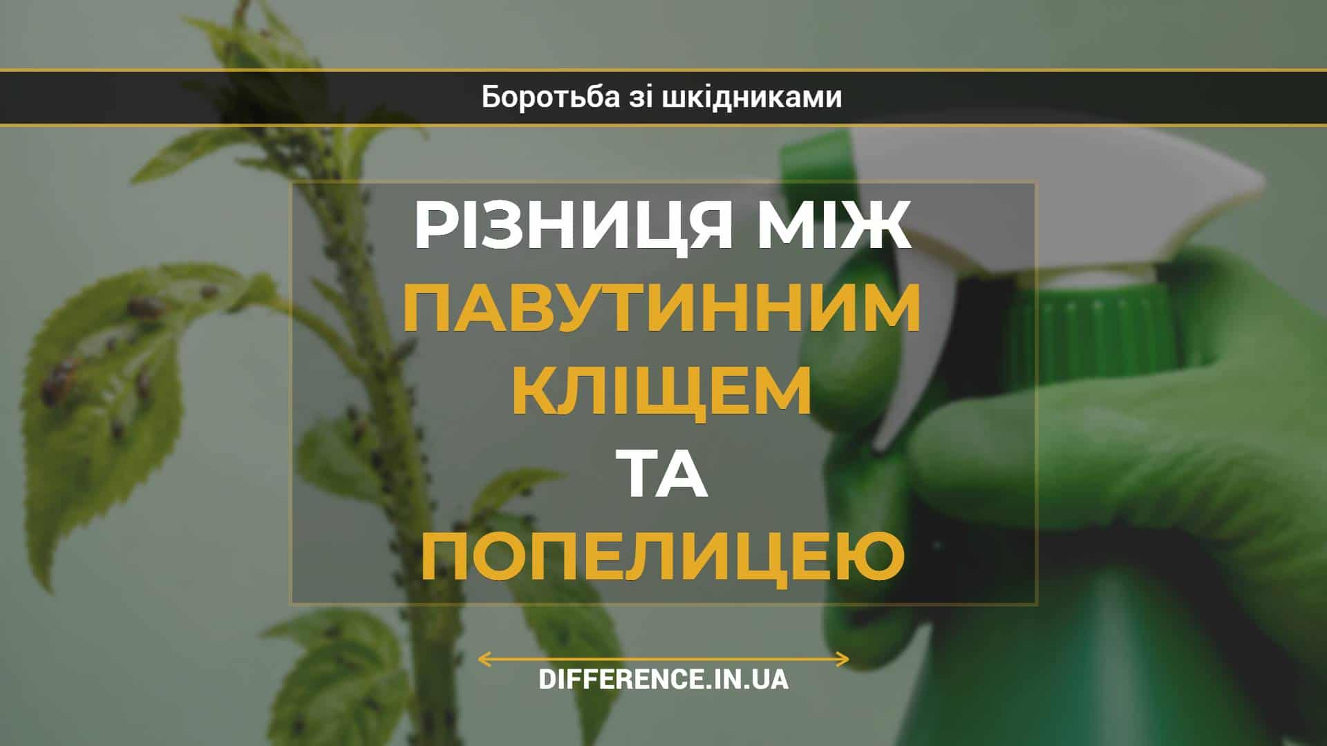 Різниця між павутинним кліщем та попелицею