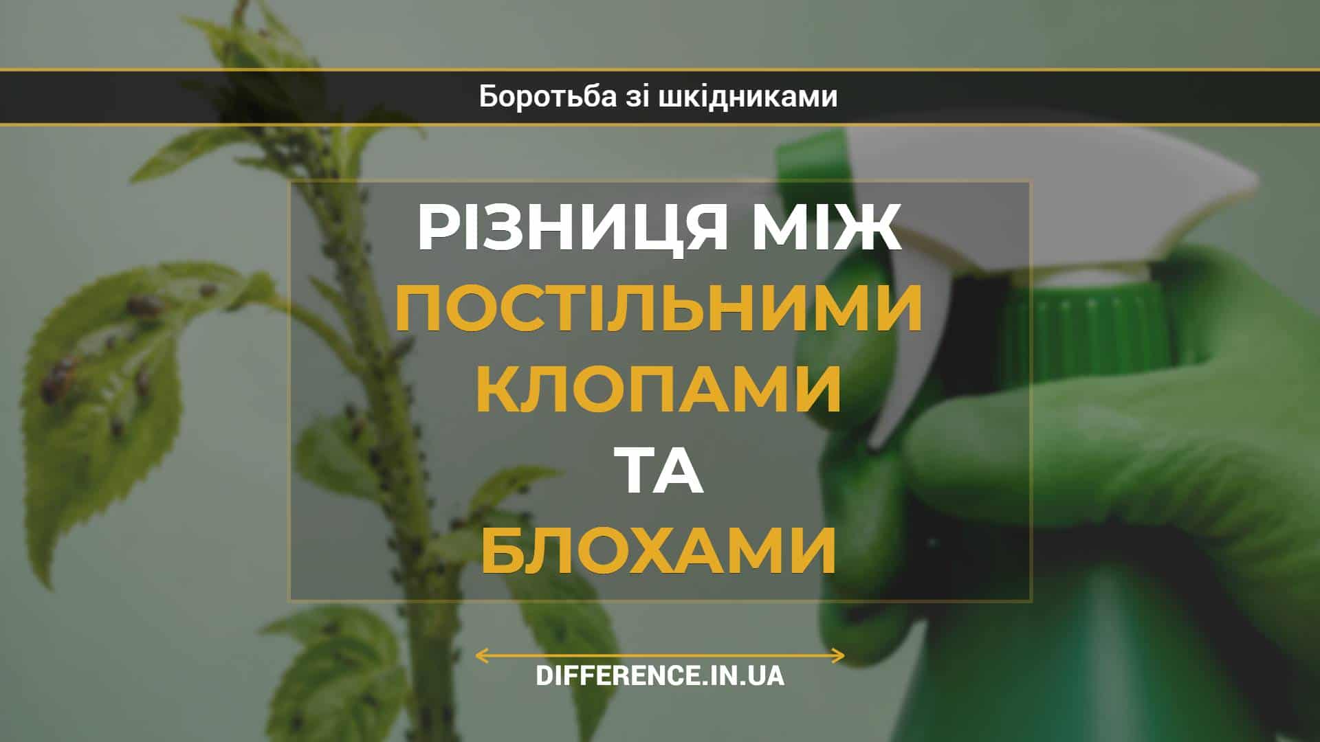 Різниця між постільними клопами та блохами