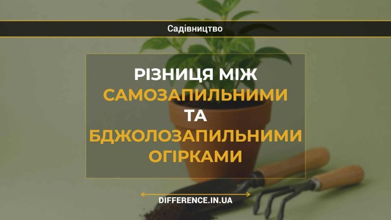 Різниця між самозапильними та бджолозапильними огірками