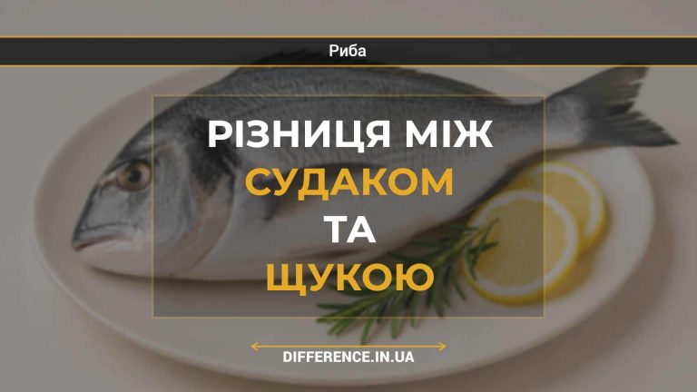 Різниця між судаком та щукою