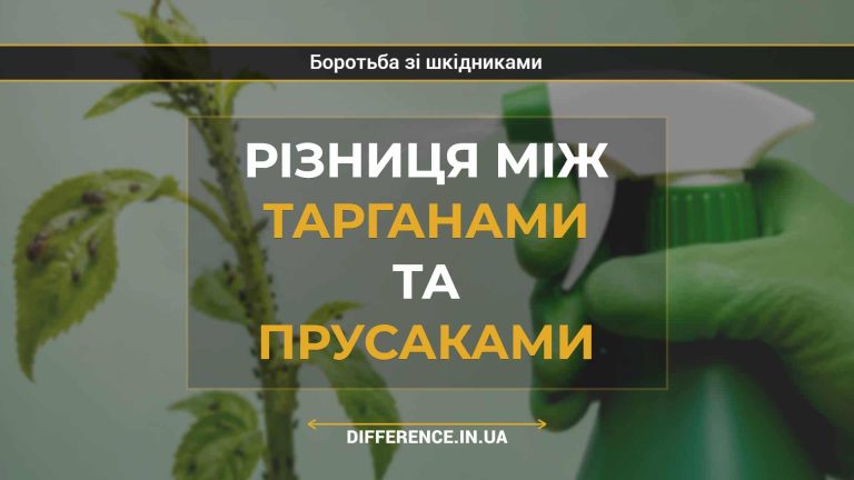 Різниця між тарганами та прусаками