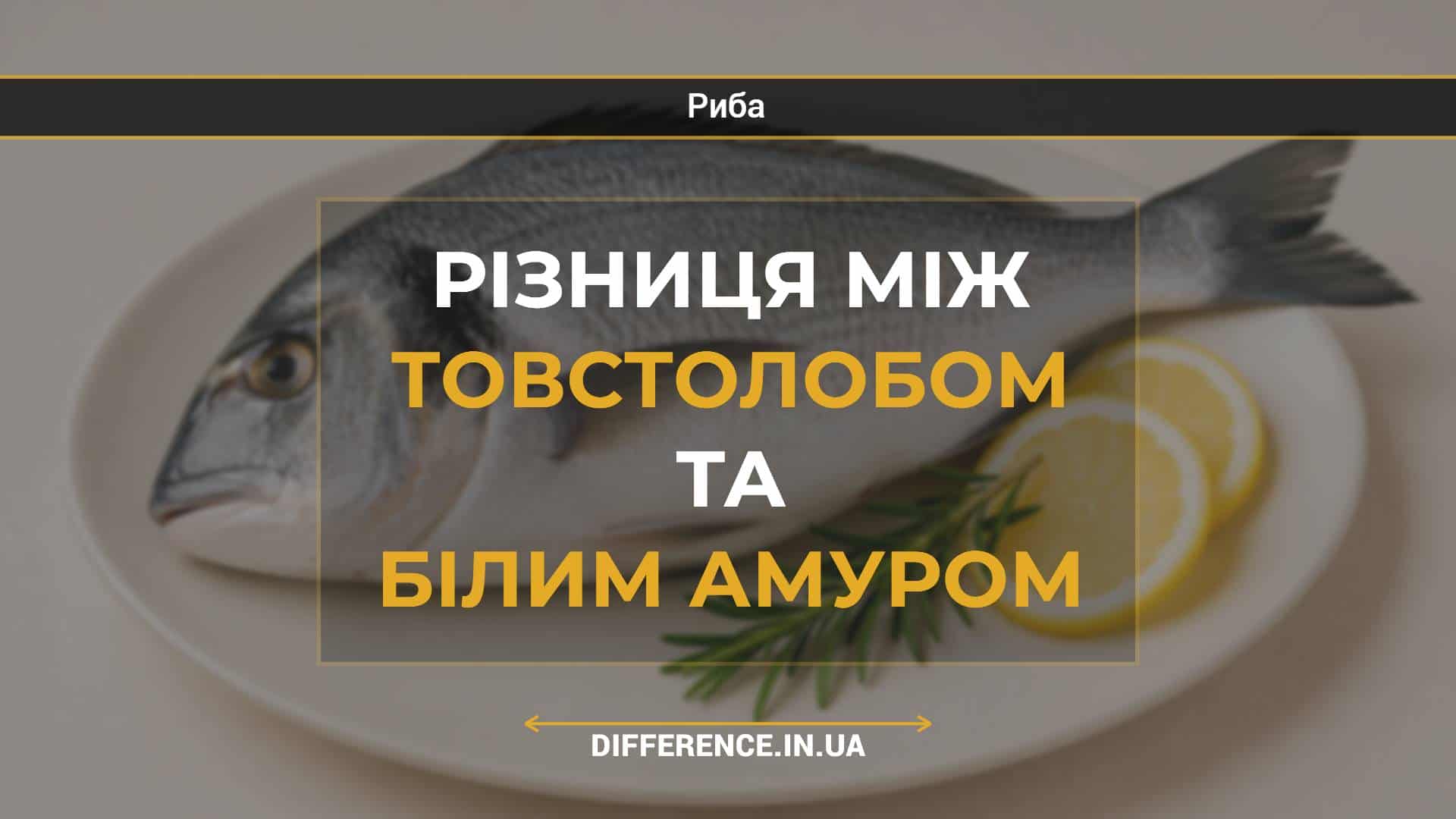Різниця між товстолобом та білим амуром