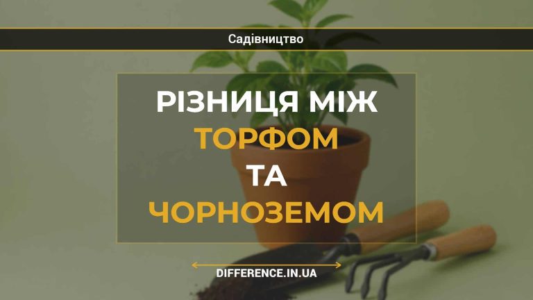 Різниця між торфом та чорноземом