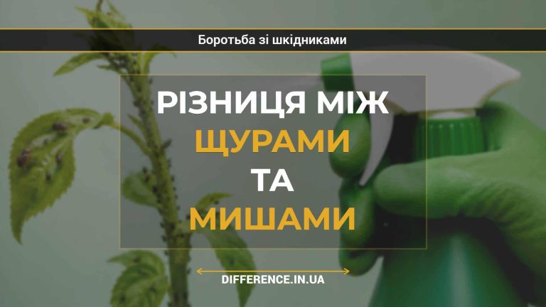 Різниця між щурами та мишами